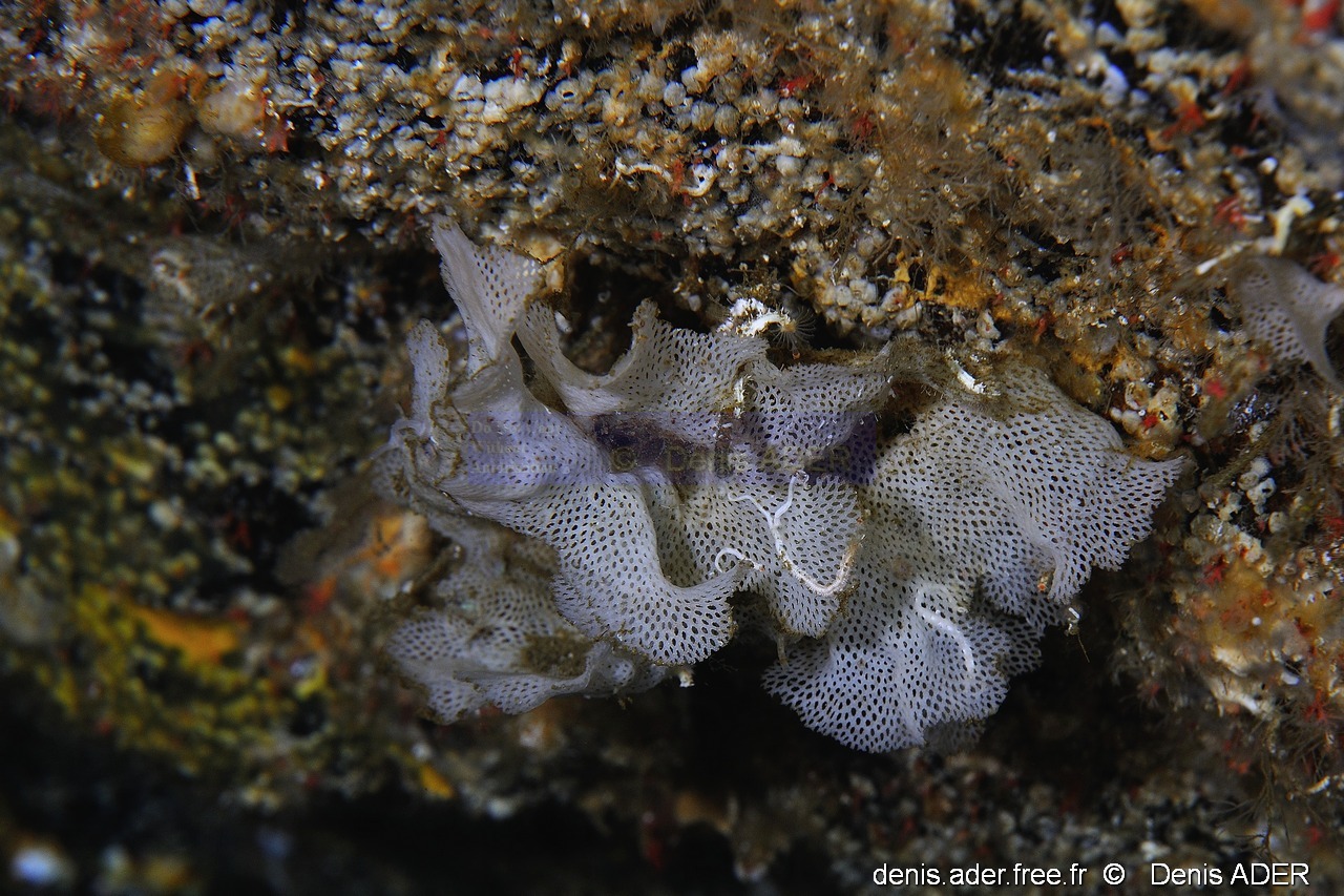 Reteporella grimaldii dentelle de neptune-Acores St Maria Pedri mha-27m-20170818-Denis-ADER-DSC_9231_tn_tn.jpg